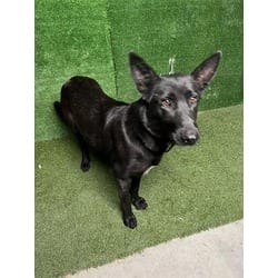 Photo of Sasha, adoptable senior German Shepherd Dog in Lancaster, California