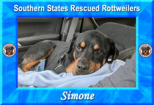 Photo of Simone, adoptable senior Rottweiler in White Hall, Arkansas
