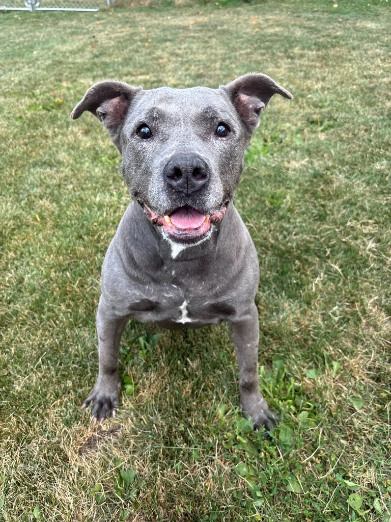 Photo of Asteria, adoptable senior Hound in Findlay, Ohio