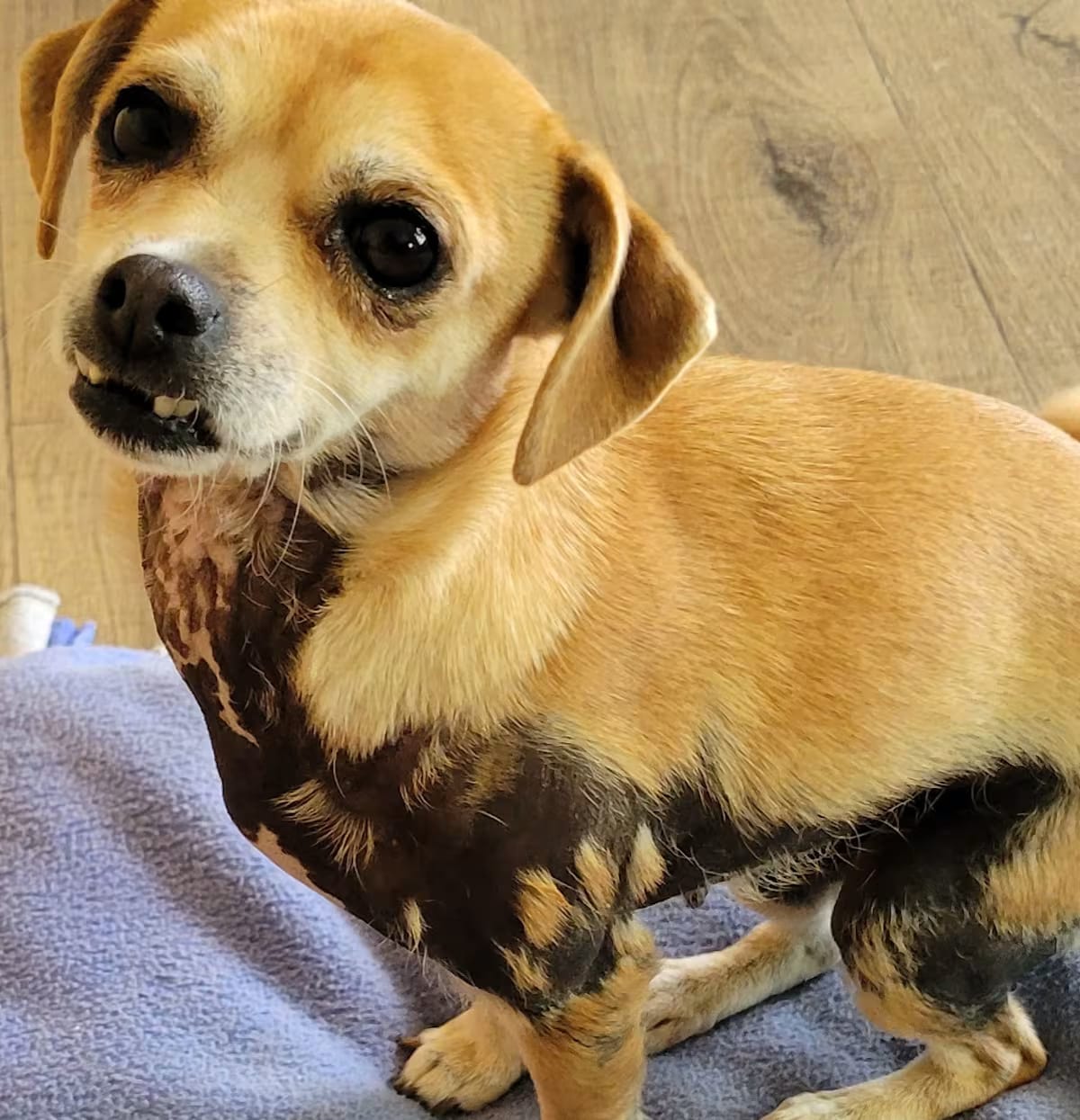 Photo of Abby, adoptable senior Chihuahua in Perris, California