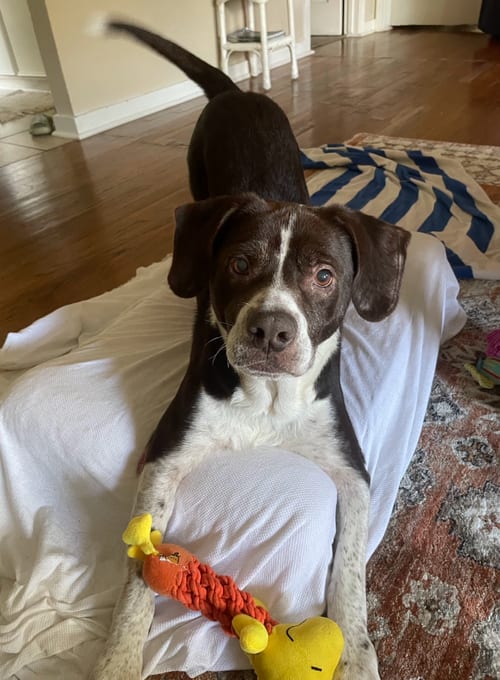 Photo of Pops #1, adoptable senior Beagle in Aurora, Colorado