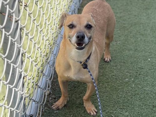 Photo of Morty, adoptable senior Dachshund in Los Angeles, California