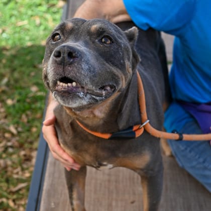 Photo of Ellen- IN FOSTER, adoptable senior dog in Chamblee, Georgia