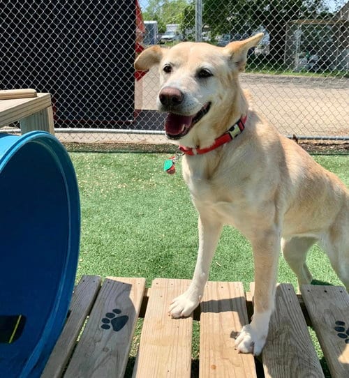 Photo of Athena, adoptable senior Labrador Retriever in Cedar Rapids, Iowa