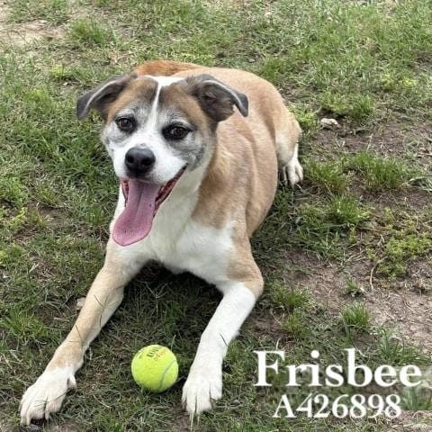 Photo of Frisbee, adoptable senior Beagle in Conroe, Texas