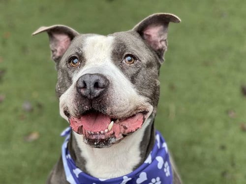 Photo of Moose, adoptable senior Pit Bull Terrier in Charlotte, North Carolina