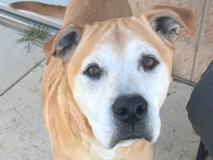 Photo of Lobo, adoptable senior dog in Georgetown, Texas
