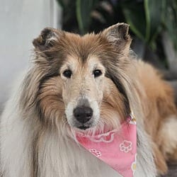 Photo of Celia, adoptable senior Collie in Virginia beach, Virginia