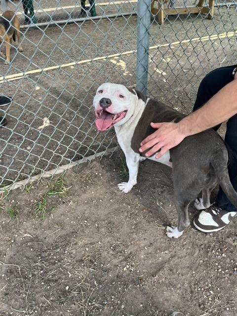 Photo of Cocho, adoptable senior Staffordshire Bull Terrier in Houston, Texas