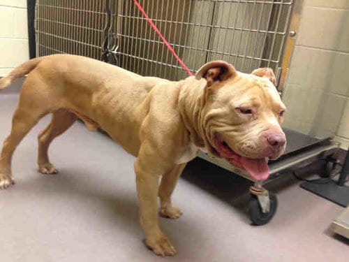 A030819, adoptable senior Pit Bull Terrier in Norman, OK