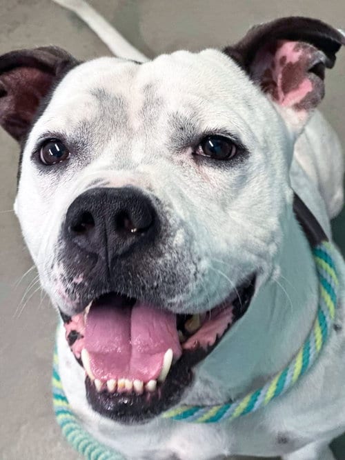 Photo of Steelix, adoptable senior American Pit Bull Terrier in Rowlett, Texas