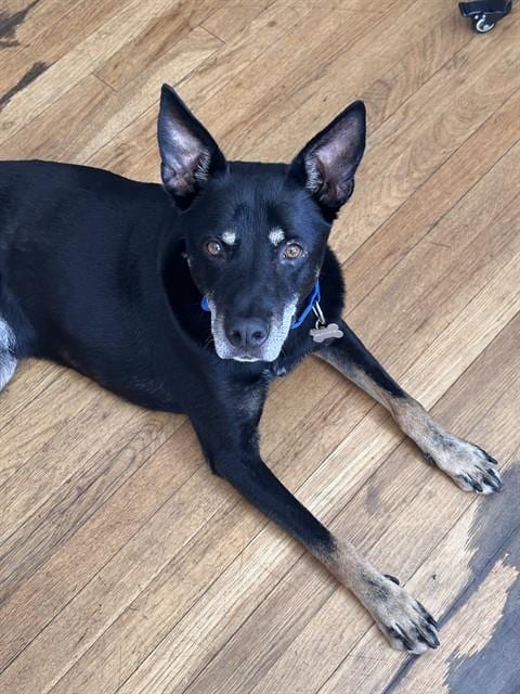 Photo of Blue, adoptable senior German Shepherd Dog in Albuquerque, New Mexico