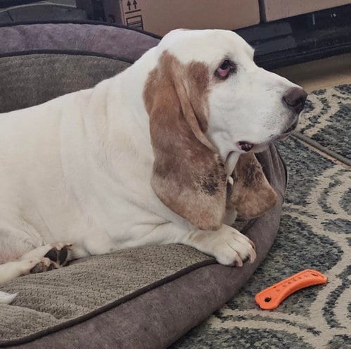 Photo of Buzz, adoptable senior Basset Hound in Petaluma, California