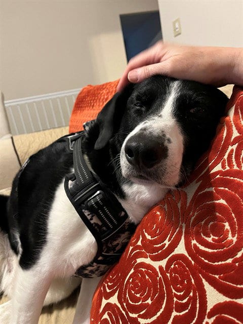 Photo of Remi, adoptable senior Border Collie in St Peters, Missouri