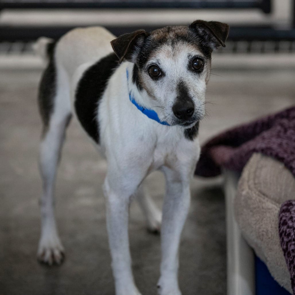Photo of Levi (AG26-59), adoptable senior Terrier, Jack Russell in Colorado Springs, Colorado