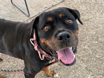 Photo of Kylie, adoptable senior dog in Georgetown, Texas