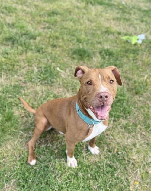 Photo of Lincoln, adoptable senior Terrier in Haw River, North Carolina