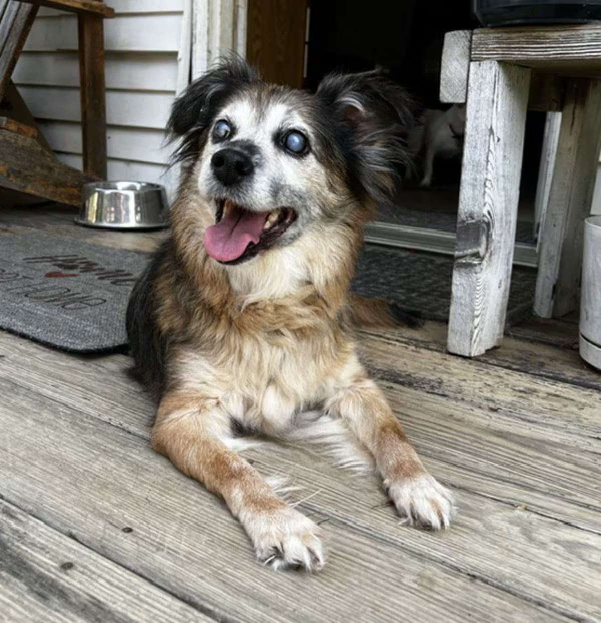 Photo of Daisy Lynn, adoptable senior Terrier (Unknown Type, Medium) in Wilmington, Delaware