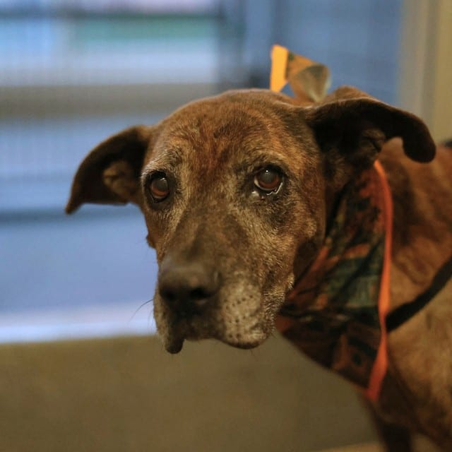 Photo of Reina, adoptable senior dog in San Antonio, Texas
