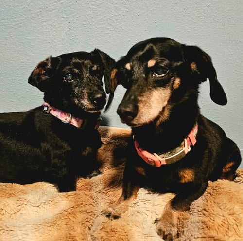 Photo of Abby and Violet, adoptable senior Dachshund in Sioux Falls, South Dakota