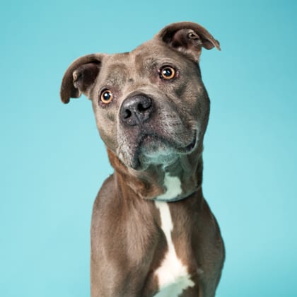 Photo of Miss Thang, adoptable senior dog in Atlanta, Georgia