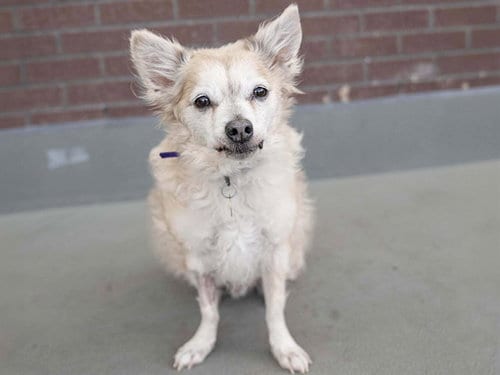 Photo of Wolfie, adoptable senior Terrier in Denver, Colorado