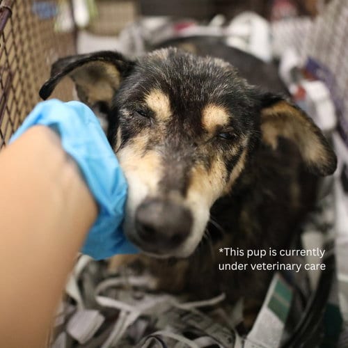 Photo of Pebbles, adoptable senior Dachshund in San Antonio, Texas