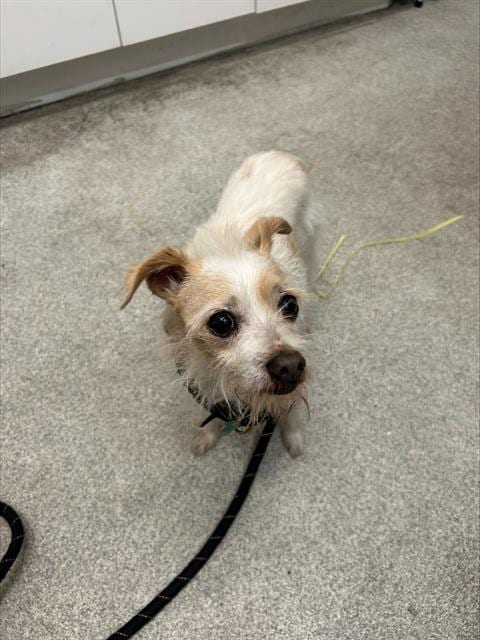 Photo of Glenda, adoptable senior Wirehaired Fox Terrier in Alameda, California