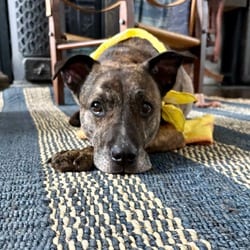 Photo of Harry, adoptable senior Mixed Breed (Medium) in New York City, New York