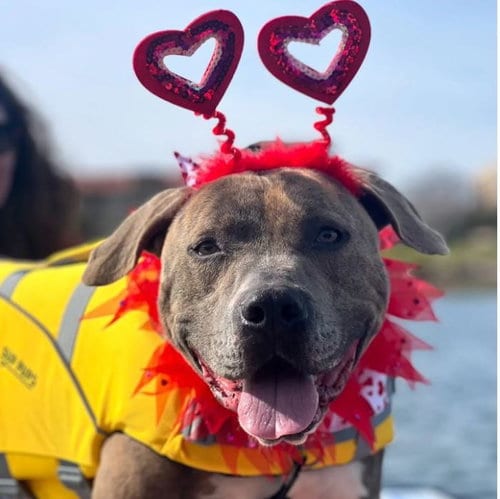 Jaxon, adoptable senior American Staffordshire Terrier in San Diego, CA