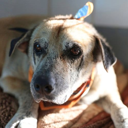 Photo of Papas, adoptable senior Hound in San Antonio, Texas
