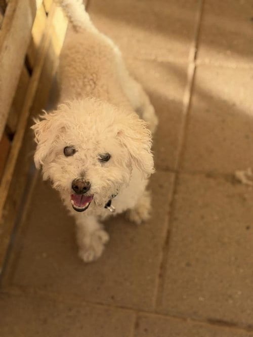 Photo of Bebe, adoptable senior Poodle (Toy) in Santa Maria, California
