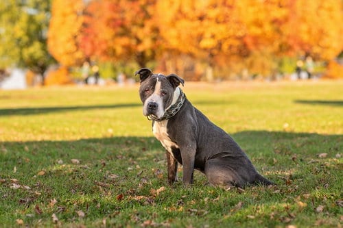 Rocky *foster needed, adoptable senior American Staffordshire Terrier in Landenberg, PA