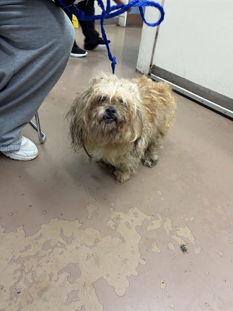 Photo of Bella, adoptable senior Maltese in Chicago, Illinois