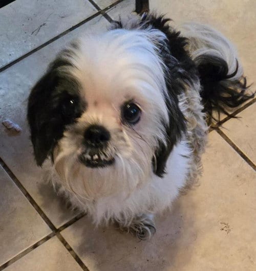 Photo of Snow, adoptable senior Shih Tzu in San Antonio, Texas