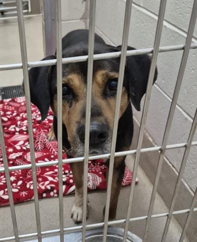 Photo of Boss Dog, adoptable senior Pit Bull Terrier in Decatur, Illinois