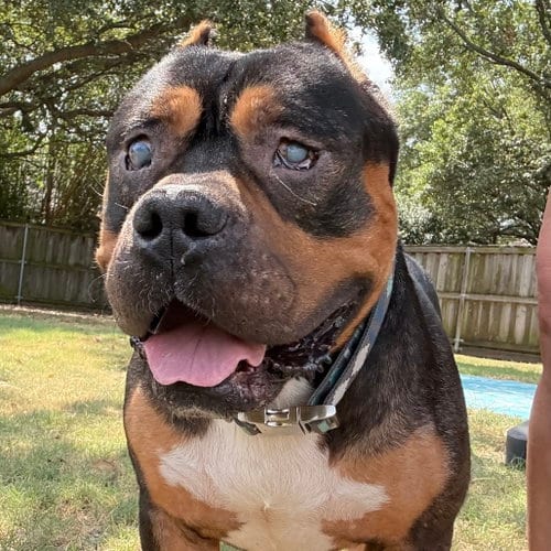 Photo of Dalton, adoptable senior Pit Bull Terrier in Dallas, Texas