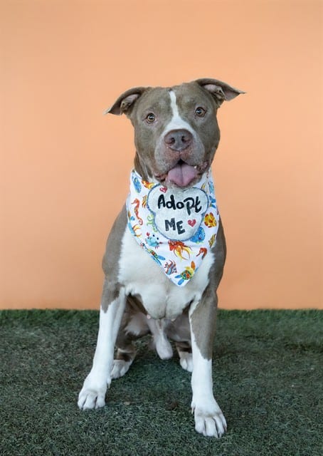 Photo of Hudson, adoptable senior Terrier in Miami, Florida