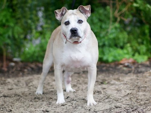 Photo of Pomni, adoptable senior Pit Bull Terrier in Tavares, Florida