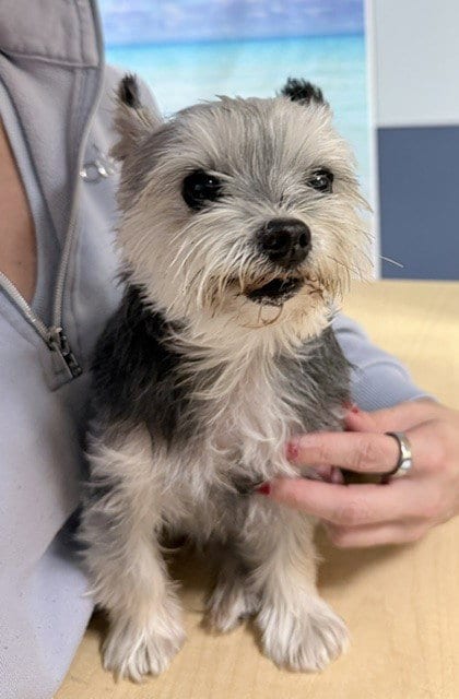 Photo of Emma, adoptable senior Yorkshire Terrier Yorkie in Miami, Florida