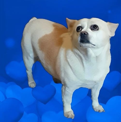 Kona, adoptable senior Chihuahua in Cherry Valley, CA