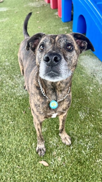 Photo of Kiko, adoptable senior Terrier mix in Miami, Florida