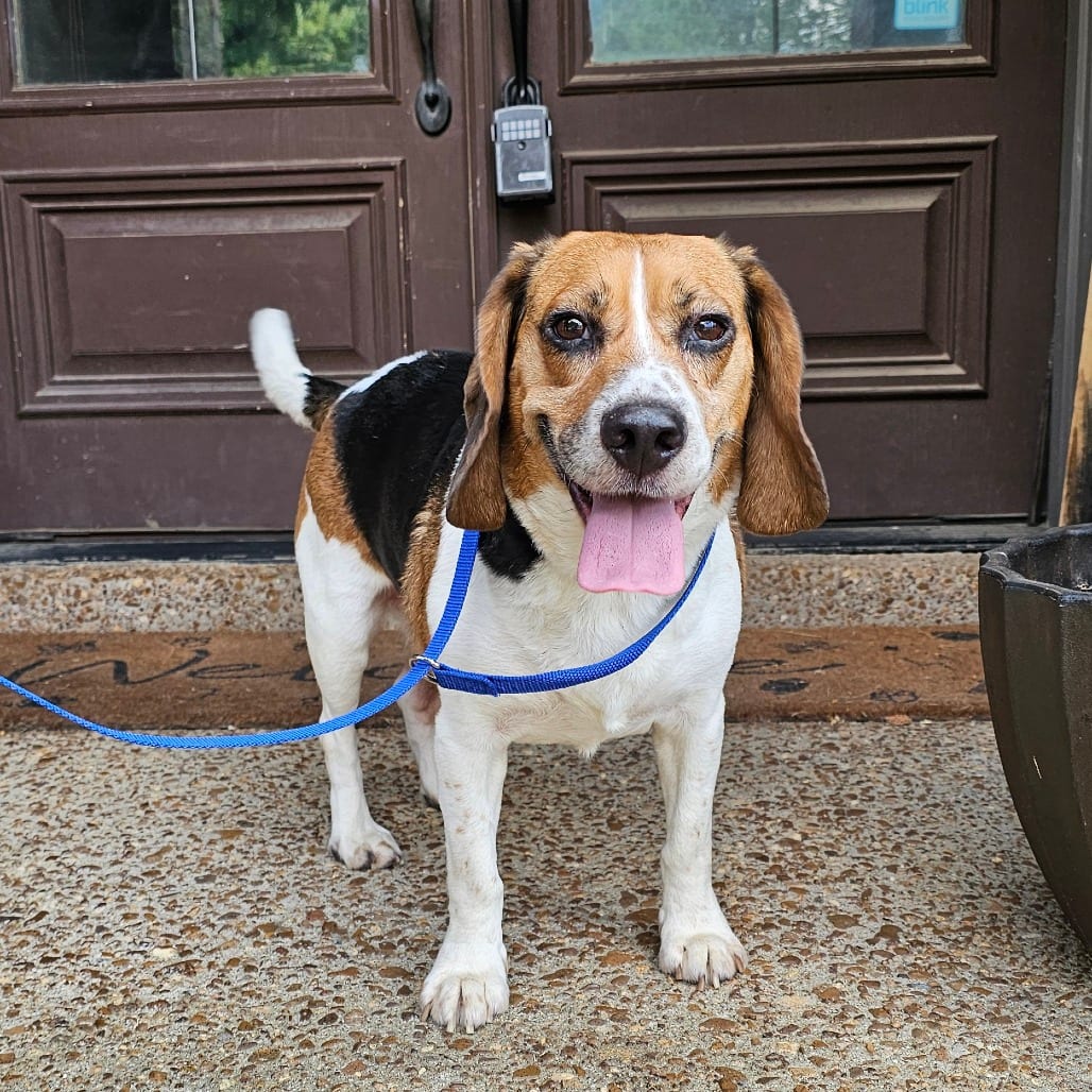 Photo of Rollie, adoptable senior Mixed Breed (Medium)