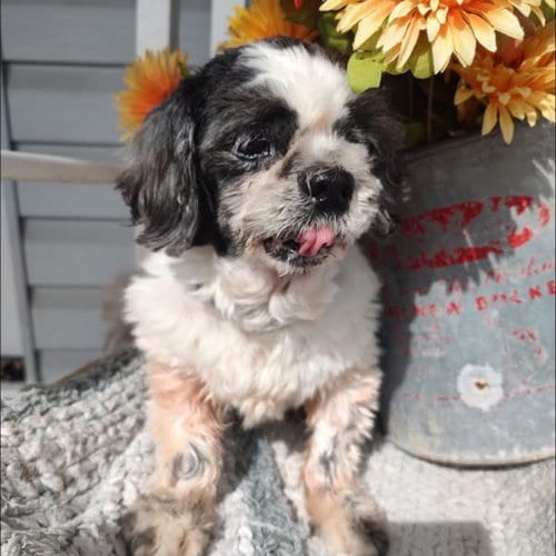 Photo of Sadie, adoptable senior Shih Tzu in New Oxford, Pennsylvania