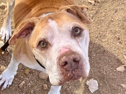 Photo of Bubba, adoptable senior dog in Georgetown, Texas