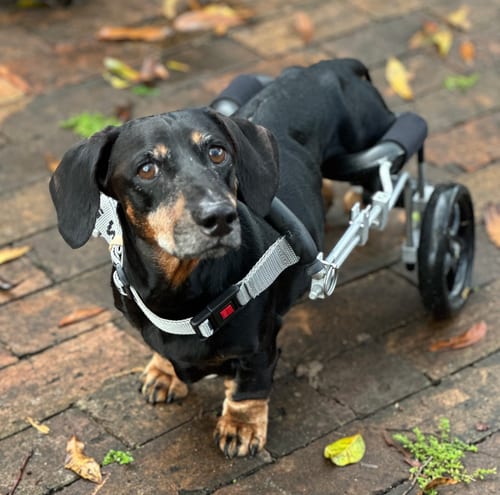 Photo of Cookie, adoptable senior Dachshund in Weston, Florida