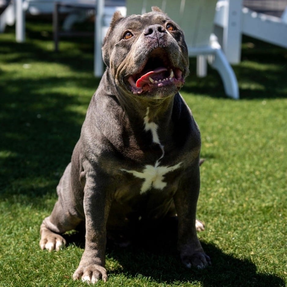Photo of Johnny, adoptable senior Terrier, Pit Bull / Bulldog, American in California, California