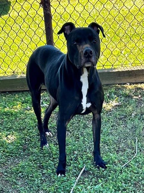 Photo of Loki, adoptable senior Labrador Retriever in Grovetown, Georgia