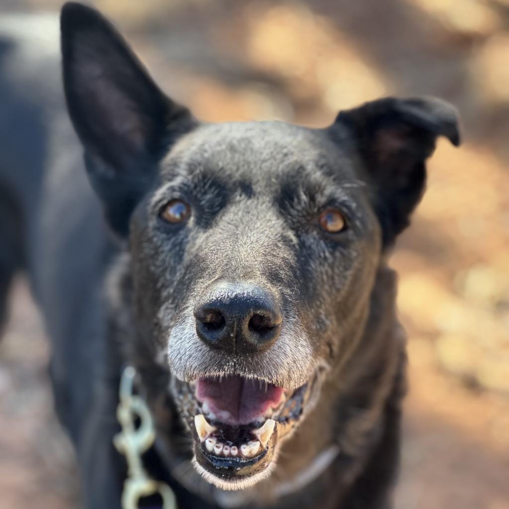 Photo of Kaeli, adoptable senior Shepherd / Collie in Kanab, Utah