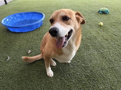 Photo of Princess, adoptable senior Great Pyrenees in Garland, Texas